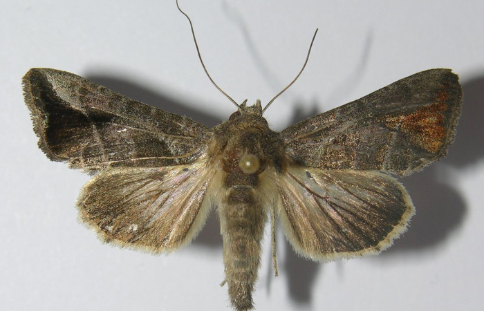 Figura 1. Adulto de <i>Notioplusia illustrata</i> (Noctuidae), vista dorsal, localidad Sendero Huerta Sector San Cristóbal ACG (527m). Voucher: 11-SRNP-4527-DHJ557324.jpg.