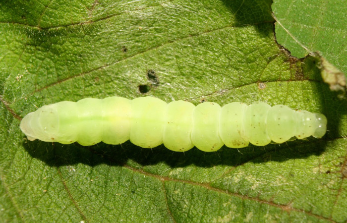 Figura 6. Prepupa de <i>Notioplusia illustrata</i> (Noctuidae), vista dorsal, localidad Medrano Estación Biológica Quica, Sector Pitilla ACG (380m). Voucher: 14-SRNP-70003-DHJ703671.jpg.