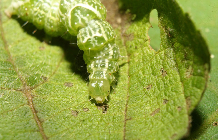 Figura 4. Larva <i>Notioplusia illustrata</i> (Noctuidae), en último estadío (U), vista dorsal, localidad Medrano Estación Quica, Sector Pitilla ACG (380m). Voucher: 14-SRNP-70004-DHJ703677.jpg.