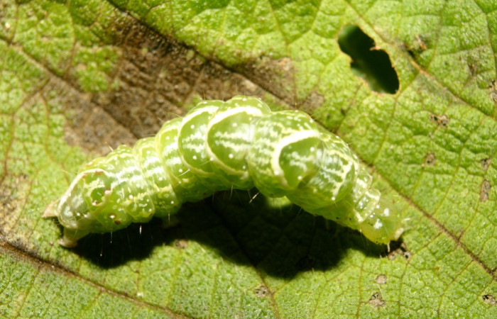 Figura 3. Larva <i>Notioplusia illustrata</i> (Noctuidae), en último estadío (U), vista cabeza de frente, localidad Medrano Estación Quica, Sector Pitilla ACG (380m). Voucher: 14-SRNP-70004-DHJ703680.jpg.