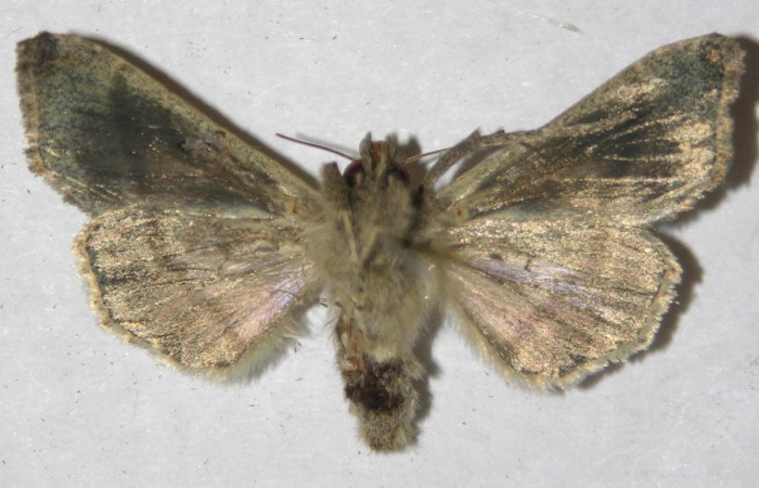 Figura 12. Adulto de <i>Notioplusia illustrata</i> (Noctuidae), hembra vista ventral, localidad Medrano Estación Biológica Quica, Sector Pitilla ACG (380m). Voucher: 14-SRNP-70104-DHJ596887.jpg.