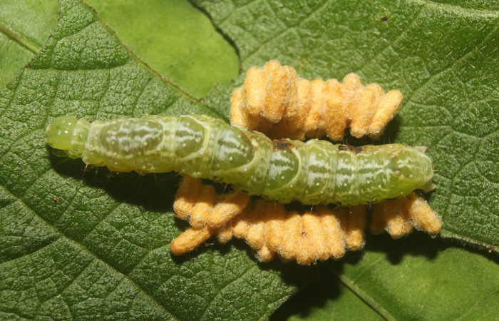 Figura 13. Capullo de parásito see vuocher de la familia (Braconidae), vista dorsal que ataca <i>Notioplusia illustrata</i> (Noctuidae), localidad Medrano Estación Biológica Quica, Sector Pitilla (ACG) (380m). Voucher: 22-SRNP-70831-DHJ781157.jpg.