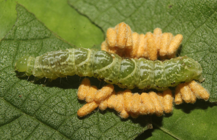 Figura 14. Capullo de parásito see vuocher de la familia (Braconidae), vista lateral que ataca <i>Notioplusia illustrata</i> (Noctuidae), localidad Medrano Estación Biológica Quica, Sector Pitilla (ACG) (380m). Voucher: 22-SRNP-70831-DHJ781160.jpg.