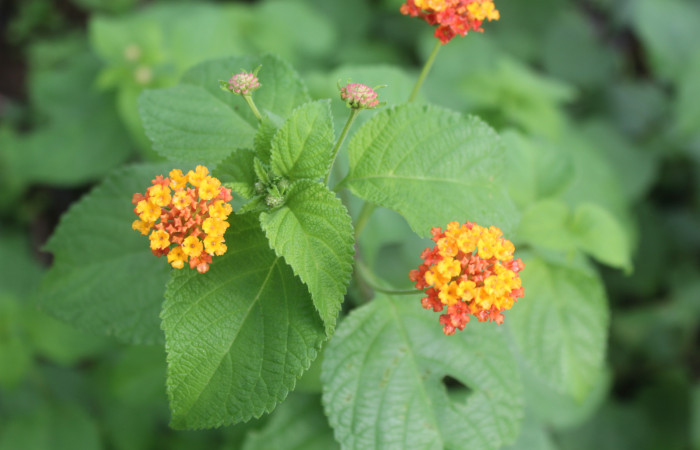 Figura 16. Planta hospedera de larva <i>Notioplusia illustrata</i> (Noctuidae), esta planta se llama <i>Lantana camara</i>, vista flores amarillo, naranja rosa (Lamiaceae), localidad Medrano, Estación Biológica Quica Sector Pitilla ACG (380m), foto: Ricardo Calero, 02 Agosto 2023.