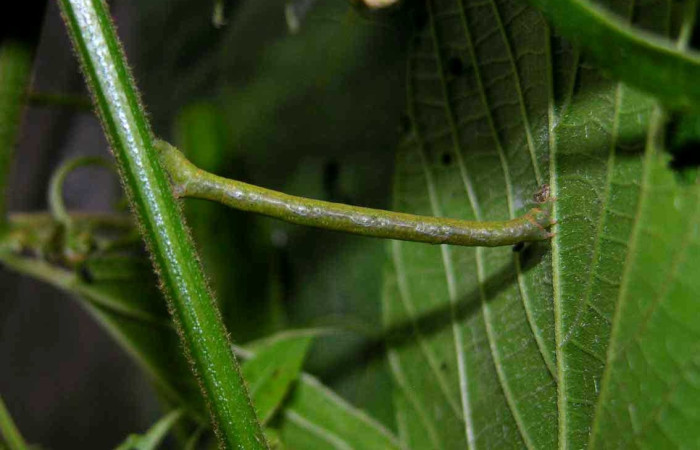 Figura 6. Larva <i>Parilexia</i> cermalaDHJ01 , Geometridae, vista lateral. (05-SRNP-33948-DHJ424172).