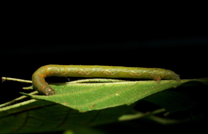 Figura 8. Larva <i>Parilexia</i> cermalaDHJ01 Geometridae, vista lateral. (06-SRNP-31406-DHJ412577).