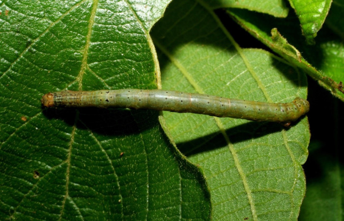 Figura 9. Larva <i>Parilexia</i> cermalaDHJ01 , Geometridae, vista dorsal. (06-SRNP-33021-DHJ416070).