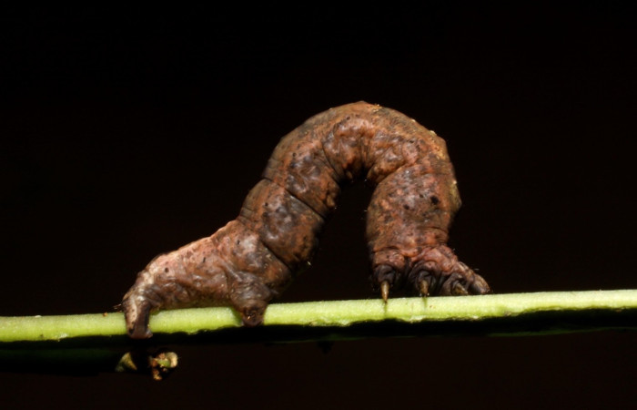 Fig. 16 Larva <i>Perilexia Amarantha</i>, vista lateral. Voucher. 10-SRNP-31245-DHJ471787.jpg.jpg