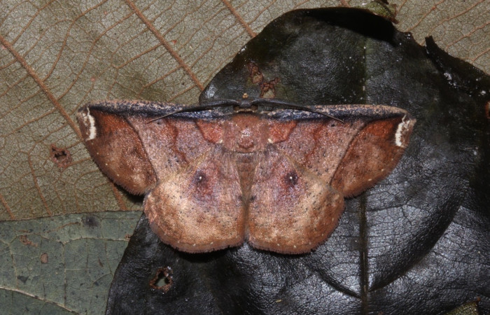 Fig. 18 Adulto <i>Perilexia Amarantha</i>, vista dorsal. Obsérvese los punto en sus alas posteriores de ojos falsos. Voucher 18-SRNP-31453-DHJ746551.jpg.