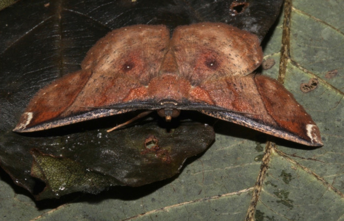 Fig. 19 Adulto <i>Perilexia Amarantha</i>, vista dorsal. Obsérvese los punto en sus alas posteriores de ojos falsos. Voucher 18-SRNP-31453-DHJ746552.jpg.