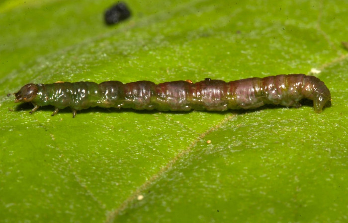 Figura 11. Prepupa de <i>Parilexia</i> cermalaDHJ01, Geometridae, vista dorsal, (19-SRNP-30457-DHJ764012).