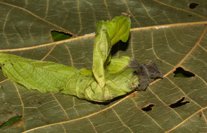 Figura 15 Pupa de <i>Parilexia</i> cermalaDHJ01, Geometridae, detalle de la pupa , (19-SRNP-30457-DHJ764187).