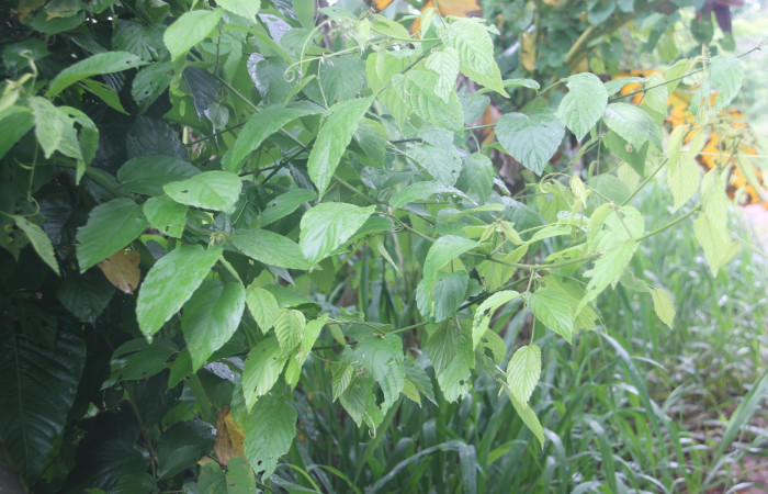 Figura 5. planta hospedera de la que se alimenta <i>Parilexia</i> cermalaDHJ01 de la familia, geometridae <i>Gouania polygama</i>. (Rhamnaceae) Foto Keiner Aragon Calero,24/08/2023.