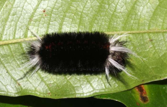 Fig. 17 Larva <i>Idalus</i> see voucher, Erebidae, (estadío U), mostrando la posición dorsal entero, se alimenta <i>Myrcia splendens</i>, familia (Myrtaceae). Voucher: 17-SRNP-31742-DHJ739583.jpg.