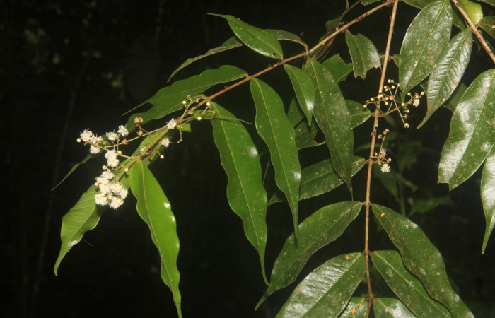 Fig. 18 Planta <i>Myrcia splendens</i> (Myrtaceae), hospedera de la larva <i>Idalus herois</i>, (Erebidae), Estación Pitilla. Calixto Moraga, foto tomada Octubre 2019.