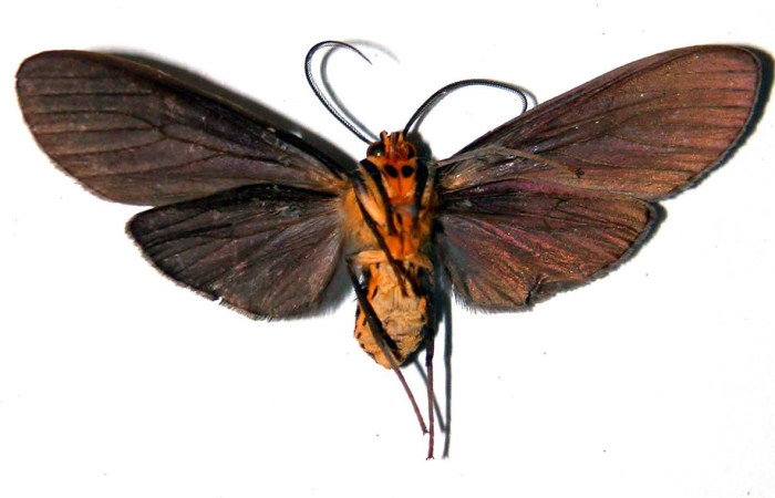 Figura 11. Adulto <i>Pelochyta misera</i> (Erebidae), posición vista ventral. (01-SRNP-22341-DHJ38939).