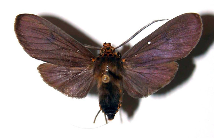 Figura 14. Adulto <i>Pelochyta misera</i> (Erebidae), posición vista dorsal. (01-SRNP-2572-DHJ34390).