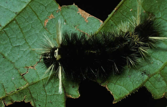Figura 1. Dorsal entero <i>Pelochyta misera</i>, (Erebidae), en la planta <i>Cupania glabra</i> (Sapindaceae). Sector San Cristóbal. Sendero Carmona (elevación 670 metros), Colectada 29 julio 2003. (03-SRNP-7529-DHJ74818.jpg).