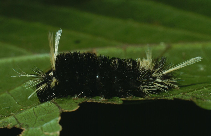 Figura 2. Lateral entero <i>Pelochyta misera</i>, (Erebidae), en la planta <i>Cupania glabra</i> (Sapindaceae). Sector San Cristóbal. Sendero Carmona (elevación 670 metros), Colectada 29 julio 2003. (03-SRNP-7529-DHJ74820.jpg).