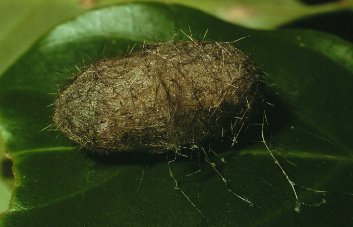 Figura 8.Capullo <i>Pelochyta misera</i>, (Erebidae). (97-SRNP-1628-DHJ41706.jpg).