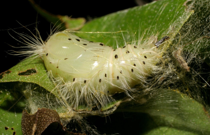 Fig. 5 Pupa <i>Thagona</i> tibialisDHJ02, Sendero Natural, Sector Santa Rosa, 290m. 95-SRNP-7541-DHJ28444.jpg.