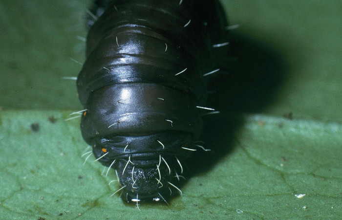 Figura 4. <i>Mimallo amilia</i> (Mimallonidae), último estadio, posición trcera, Estación Pitilla, Voucher 04-SRNP-33603-DHJ84836.jpg.