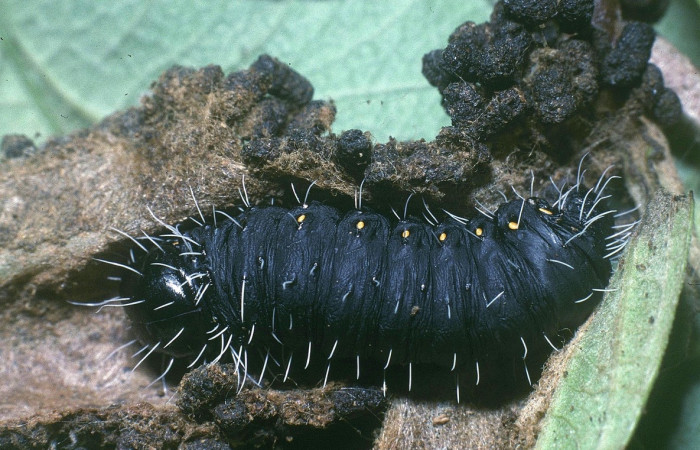 Figura 2. <i>Mimallo amilia</i> (Mimallonidae), último estadio, posición dorsal, Estación Pitilla, Voucher  04-SRNP-33603-DHJ84837.jpg.