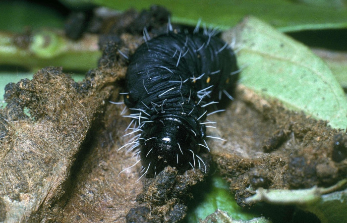 Figura 3. <i>Mimallo amilia</i> (Mimallonidae), último estadio, posición frontal, Estación Pitilla, Voucher 04-SRNP-33603-DHJ84838.jpg.