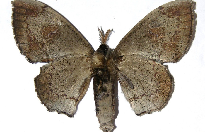 Figura 6. Adulto de <i>Mimallo</i> amiliaDHJ01 (Mimallonidae), vista ventral. Voucher 05-SRNP-23426-DHJ329905.jpg.