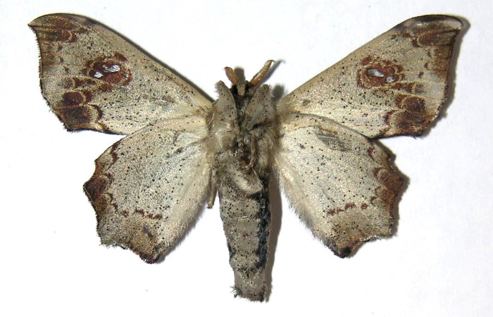 Figura 8. Adulto de <i>Mimallo</i> amiliaDHJ02 (Mimallonidae), vista ventral. Voucher 05-SRNP-62158-DHJ329899.jpg.