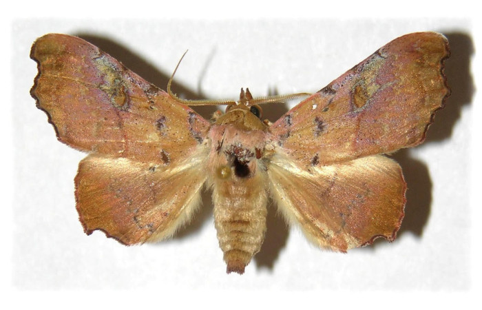 Fig.1. Adulto de <i>Tautobriga glaucopis</i>. En posición dorsal, macho. Voucher : 97-SRNP-4098-DHJ314546.jpg.