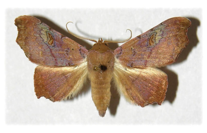 Fig.2. Adulto de <i>Tautobriga glaucopis</i>. En posición dorsal, hembra. Voucher : 98-SRNP-5032-DHJ314552.jpg.