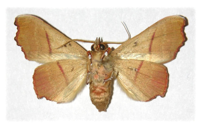 Fig.3. Adulto de <i>Tautobriga glaucopis</i>. En posición ventral, macho. Voucher : 97-SRNP-4098-DHJ314547.jpg.