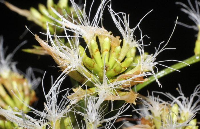 Figura. 11 Flor de frente, <i>Inga punctata</i> (Fabaceae ). Casa Jorge Hernández Dos Ríos Upala, (elevación 340 metros), colectada el 13 de noviembre 2023. Foto, Jorge Hernández.