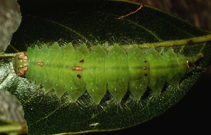 Figura. 18 Larva <i>Rosema attenuata</i> (Notodontidae), posición dorsal entero alimentándose en <i>Inga punctata</i>, (Fabaceae). (98-SRNP-15924-DHJ48025.jpg).