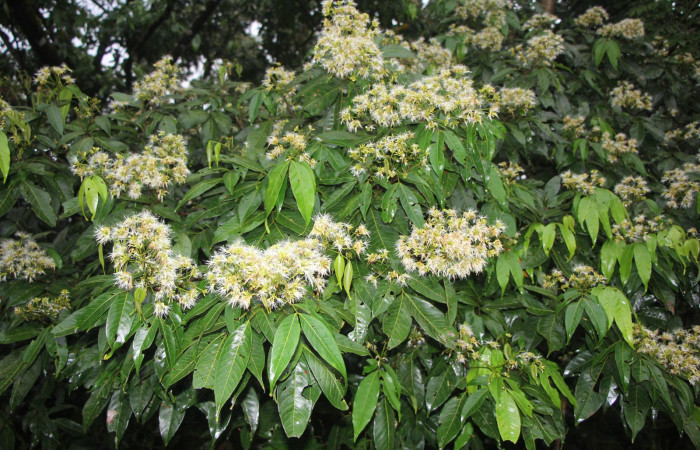 Figura. 2 Habitad, <i>Inga punctata</i> (Fabaceae ). Casa Jorge Hernández Dos Ríos Upala, (elevación 340 metros), colectada el 13 de noviembre 2023. Foto, Jorge Hernández.