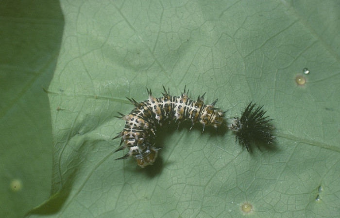 Fig. 6. Larva de <i>Dryas iulia</i> (Nymphalidae) mide 13 mm. Rancho Harold Sector Cacao Rosa, 820 m. 05-SRNP-45211-DHJ89282.