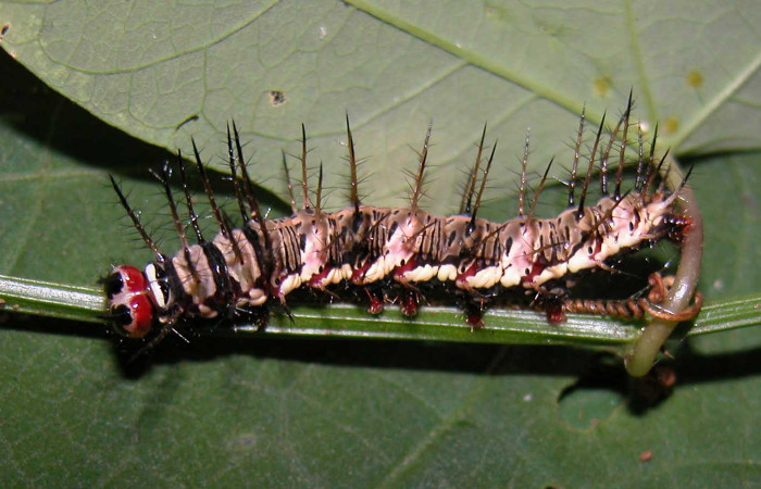 Fig. 8. Larva de <i>Dryas iulia</i> (Nymphalidae) mide 35 mm. Pasmonpa, sector Pitilla, 440 m. 04-SRNP-56202-DHJ400286.