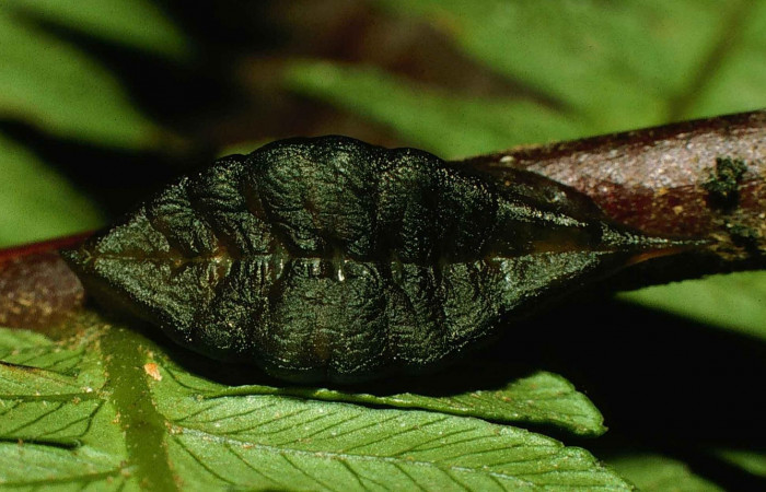 Figura 9. Prepupa <i>Epiperola vaferella</i>, (Limacodidae), alimentándose en <i>Alsophila firma</i> (Cyatheaceae), posición dorsal, Sector San Cristobal, Sendero Carmona, (elevación 670 metros). 19 enero 1998. (98-SRNP-6113-DHJ45740.jpg).