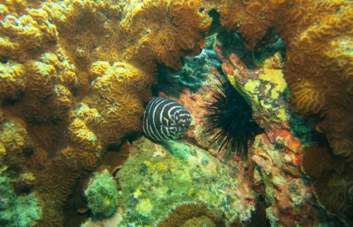 Isla San José 2015 Foto: Minor Lara