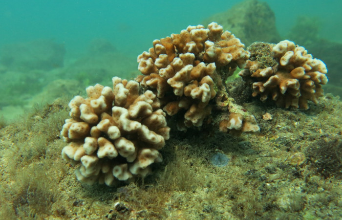 Isla San José 2015 Foto: Minor Lara