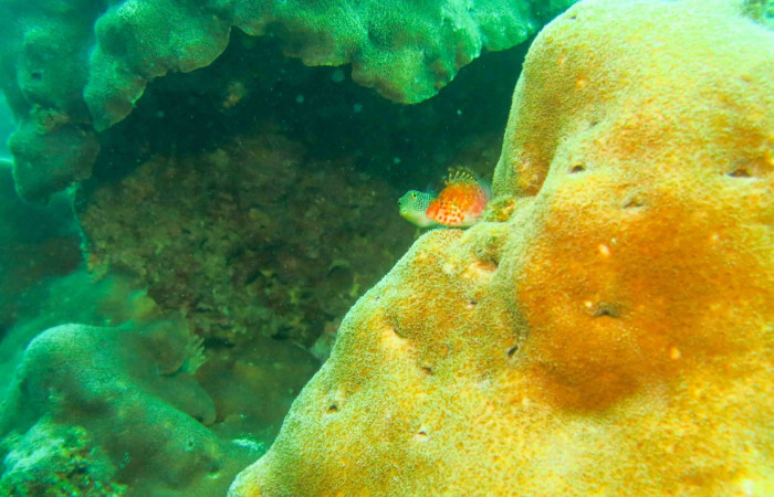 Isla San José 2015 Foto: Minor Lara