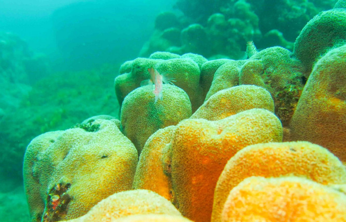 Isla San José 2015 Foto: Minor Lara