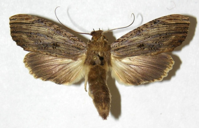 Figura 16. Adulto de <i>Nystalea inchoans</i> familia (Notodontidae),: En posición dorsal. Voucher, 00-SRNP-1976-DHJ311152.