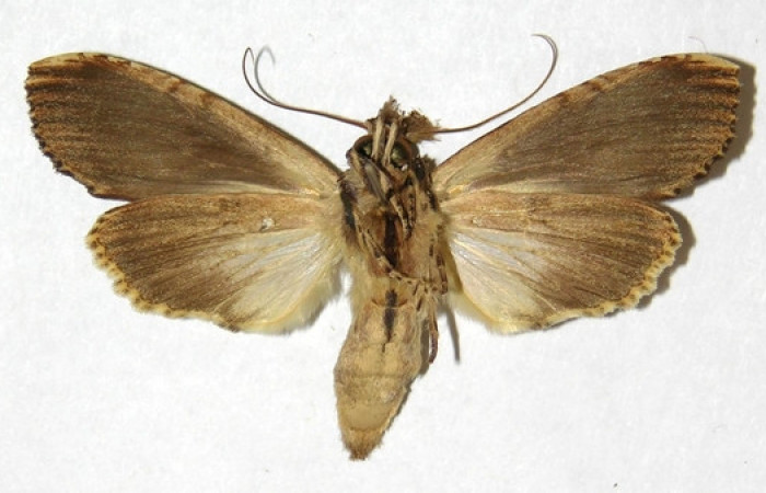 Figura 17. Adulto de <i>Nystalea inchoans</i> familia (Notodontidae),: En posición ventral. Voucher, 00-SRNP-1976-DHJ311153.