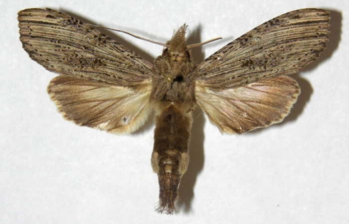 Figura 18. Adulto de <i>Nystalea inchoans</i> familia (Notodontidae),: En posición dorsal. Voucher, 02-SRNP-41-DHJ311306.