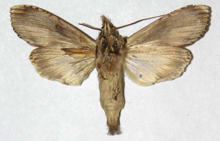 Figura 19. Adulto de <i>Nystalea inchoans</i> familia (Notodontidae). En posición ventral. Voucher, 02-SRNP-41-DHJ311307.