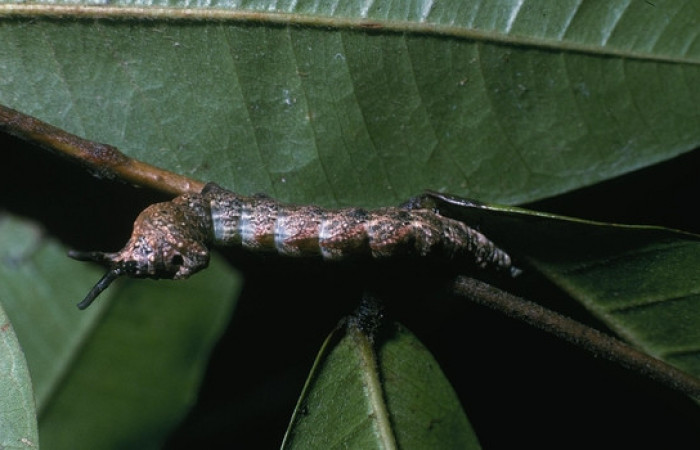 Figura 2. <i>Nystalea inchoans</i> familia (Notodontidae): En posición dorsal, PU estadio. Voucher, 04- SRNP-17-DHJ81367.