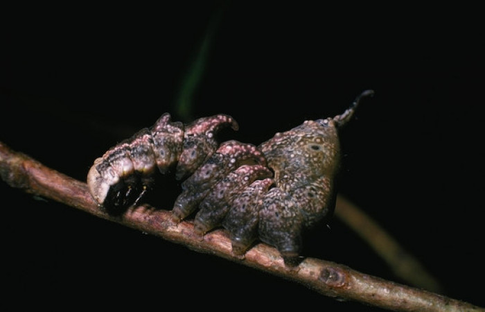 Figura 3. <i>Nystalea inchoans</i> familia (Notodontidae): En posición lateral, PU estadio. Voucher, 04- SRNP-17-DHJ81373.