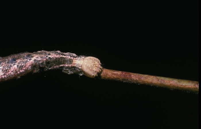 Figura 4. <i>Nystalea inchoans</i> familia (Notodontidae): En posición dorsal mostrando cabeza, PU estadio. Voucher, 04-SRNP-17-DHJ81380.